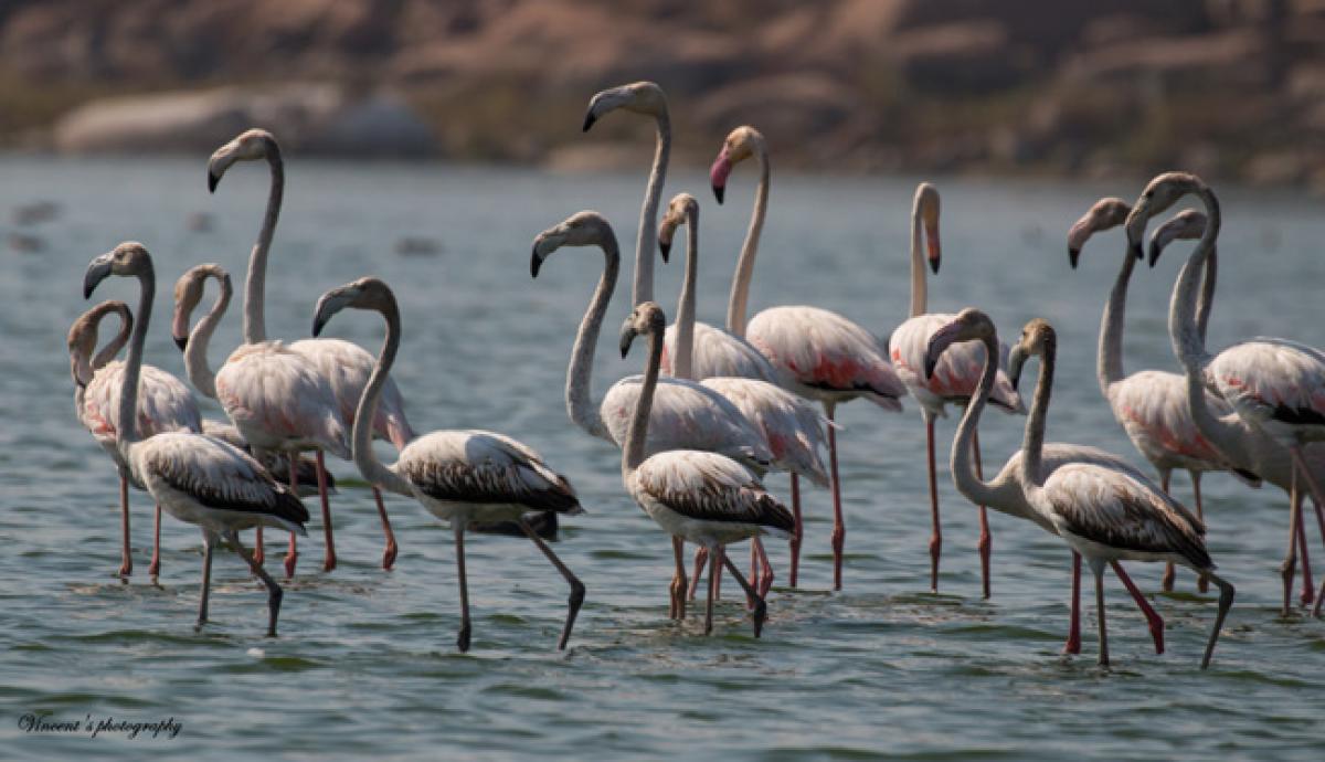 Telangana heatwave keeps migratory birds away in summer